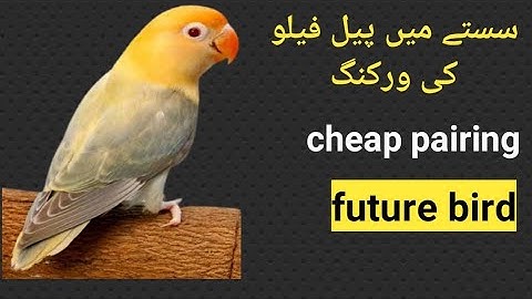 how to produce pale fallow low cost pairing #mutation #video #cheap # pairing #pets #good aviary,