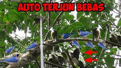 450rb Dalam Sekejam Mikat Di Hutan Yang Masih Banyak Burung Rambatan
