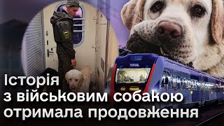 🐶 “Заговорив” вже сам собака! Військовий лабрадор в тамбурі спровокував ланцюгову реакцію!