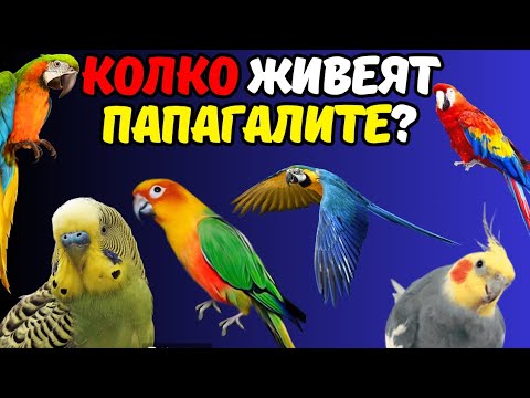 Видео: Колко дълго живеят птиците?