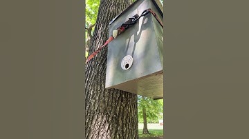 Another Swarm Trap Full #honeybee #beekeeping #savethebees #swarm #swarmboss2023 #swarmtrap