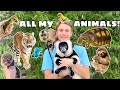 All my animals in one  full property tour 
