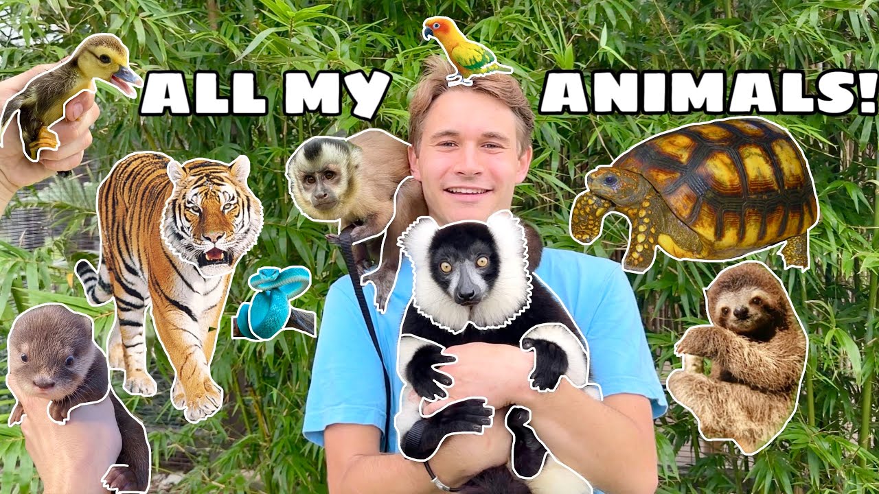 ALL MY ANIMALS IN ONE VIDEO ! FULL PROPERTY TOUR !!