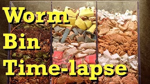 3-chamber Carbon-only WORM BIN 100-Day TIME-LAPSE - FAST - vermicomposting