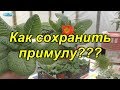 Как сохранить примулу, подаренную к 8-му Марта?