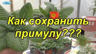 Как сохранить примулу, подаренную к 8-му Марта?