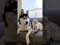 子猫が好きすぎてスリスリを見られてしまったハスキー犬...#shorts
