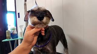 Short asian fusion schnauzer beard