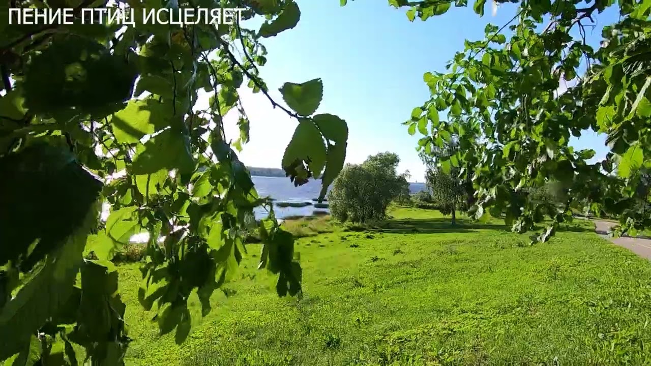 ЛЕСНЫЕ ПТИЦЫ И КУКУШКА.КРАСИВОЕ ПЕНИЕ УСПОКОИТ НЕРВНУЮ СИСТЕМУ И ИСЦЕЛИТ ДУШУ.ГАРМОНИЯ И ПОКОЙ.