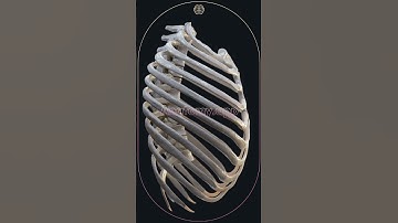 Biomechanics of the thorax during breathing