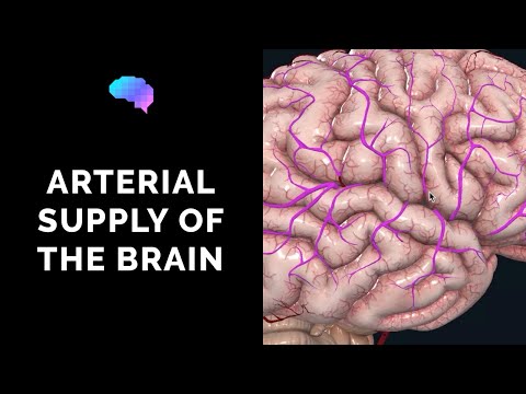 Blood Supply to the Brain (3D Anatomy Tutorial)