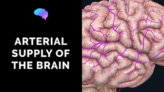 Blood Supply to the Brain (3D Anatomy Tutorial) | UKMLA | CPSA