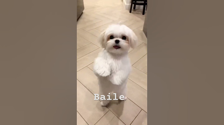 El baile es lo mío 🐶🤩❤️