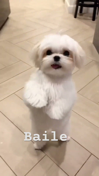 El baile es lo mío 🐶🤩❤️
