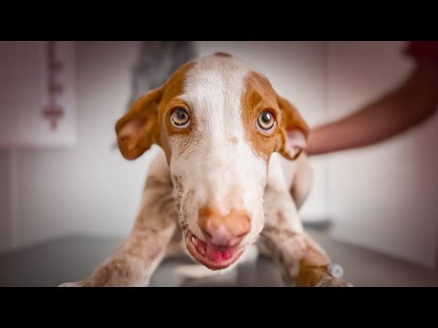 Video: Zlorabljeno, izterjanje izsušenega psa je postalo možno!