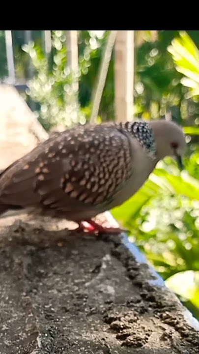 Dove bird voice