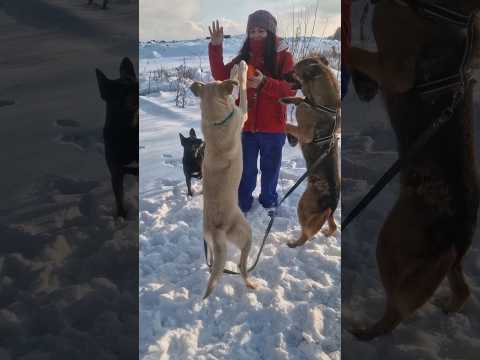 Счастье быть волонтёром #приютдлясобак #приютпечатники