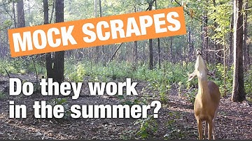 Do mock scrapes work in summer? Watch and see!