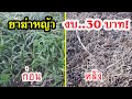 ยาฆ่าหญ้าปลอดสาร ทำเองง่ายๆ ใช้งบประมาณแค่ 30 บาท!