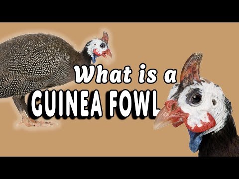 Video: Kung Saan Bibili Ng Guinea Fowl