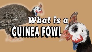Guinea Fowl Numididae | What Are They?