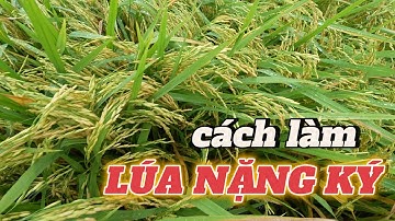 cách làm giúp LÚA NẶNG KÝ vụ hè thu l Thanhdotv