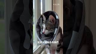 當初yia到處噴尿真的很崩潰 😩  #好味小姐   #cat