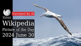 Wikipedia Picture of the Day: 2024-06-30 - Gibson's albatross (Narrated by Emma)