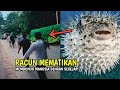 Mematikan! Inilah Hewan Beracun di Dunia Part.2