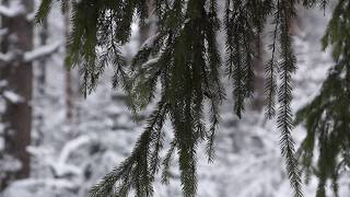 Bransle De Poictou Adrian Le Roy - Vihuela