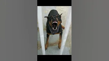 Angry And Scary Dog Sound Angry Dog Sounds 