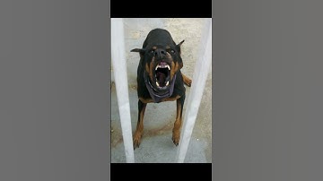 Thumbnail of angry and scary dog sound#angry #dog #sounds