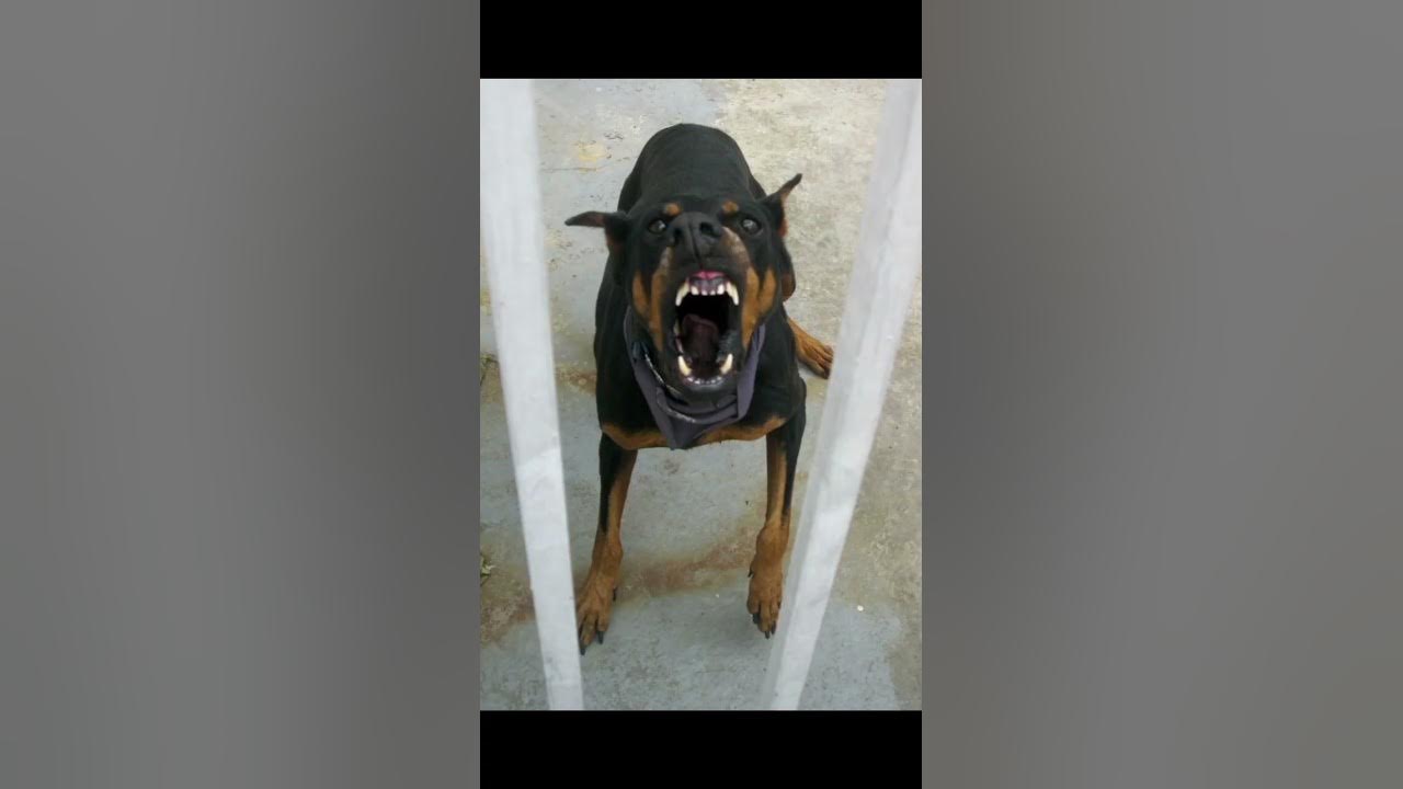 angry and scary dog sound#angry #dog #sounds