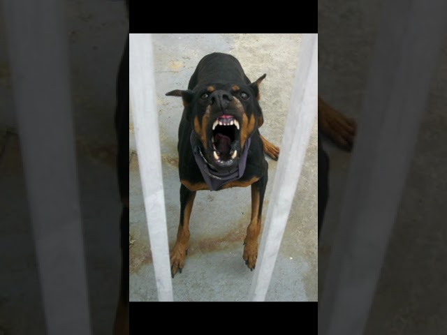 angry and scary dog sound#angry #dog #sounds class=