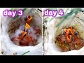 The growth stages of goldfinch chicks from the age of one to six days