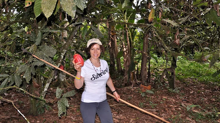 How cacao is harvested in the Amazon Exotic Chocol...