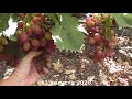 Сорт винограда "Парижанка" - сезон 2020 # Grape variety  "Parizhanka" - season 2020