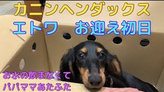 【カニンヘンダックス】エトワが我が家にやってきた　15年ぶりの子犬お迎え初日