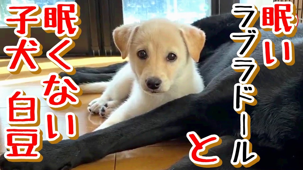 子犬 保護犬 ラブラドール 眠いジオと遊び足りない白豆 Youtube