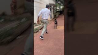 Doberman shorts shortvideo