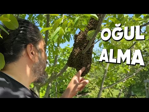 Video: Arılar Nasıl Alınır
