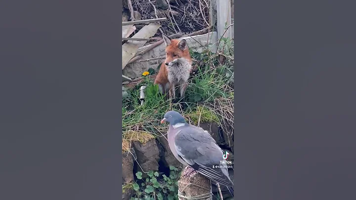 Fox and Pigeon #fox #wildlife #ukwildlife #garden #pigeons