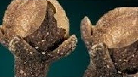 11 मई रविवार के दिन इस जगह फेंक देना 3 लौंग उपाय बनोगे || Pradeep Ji Mishra