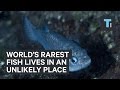 World’s rarest fish lives in an unlikely place