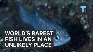 World’s rarest fish lives in an unlikely place
