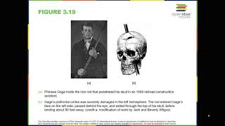 OpenStax Psychology 3.4 The Brain and Spinal Cord