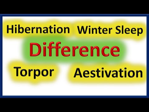 Video: Perbedaan Antara Hibernasi Dan Aestivation