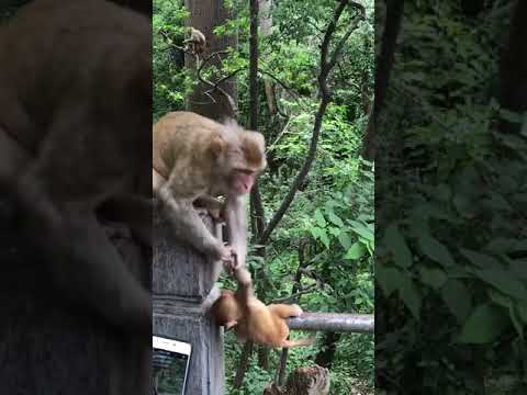 funny-monkey-mom-and-her-cute-little-baby