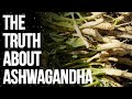 Proven Benefits Of Ashwaganda