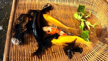 Oh My God! Unbelievable This Lake Found KOI Catching Black and Gold Japan KOI, Black Moor  and Angel